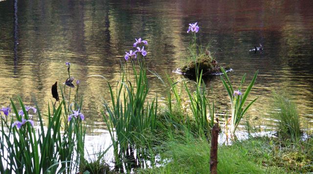wild Iris